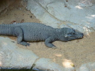 A dwarf crocodile and a broad-fronted crocodile resting on the sand and near the water - photo