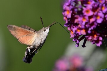 Schmetterlinge: Ein Taubenschwänzchen (Macroglossum stellatarum), Hummingbird hawk-moth.