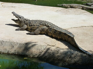 Nile crocodiles swimming and feeding in the water and living on an island - photo