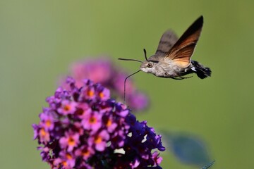 Schmetterlinge: Ein Taubenschwänzchen (Macroglossum stellatarum), Hummingbird hawk-moth.