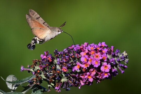 Schmetterlinge: Ein Taubenschwänzchen (Macroglossum stellatarum), Hummingbird hawk-moth.