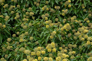 ivy evergreen climbing plants with many flowers in the autumn season