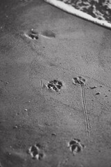 Animal footprints in the sand