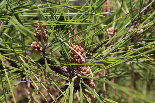 pine cones on a branch