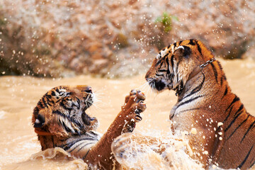 Tiger watersports. Tigers playfully fighting in the water.