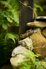 family of green frogs blending  into environment