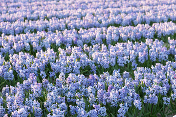 Fototapeta premium Blue blooming hyacinth field during soft sunset, in the flower bulbs region, South Holland, the Netherlands, macro