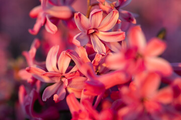 Bright dark pink, magenta  blooming hyacinth field during soft sunset, in the flower bulbs region, South Holland, the Netherlands