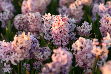 Light pink purple melange blooming hyacinth field during soft sunset, in the flower bulbs region, South Holland, the Netherlands, macro