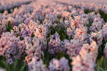 Light pink purple melange blooming hyacinth field during soft sunset, in the flower bulbs region, South Holland, the Netherlands, macro