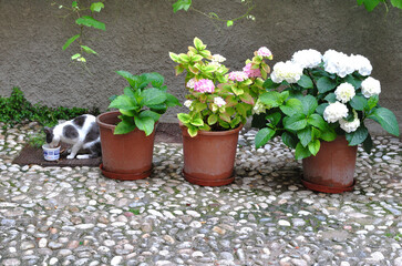 Colourful Flowers in Pots on Cobbles Street with  Feeding Cat 