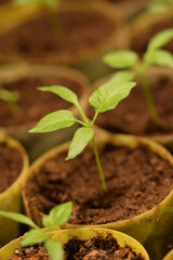 Pepper seedlings with second leaves for grreenhouse pepper production, sedling of pepper closeup, young organic seedlings.