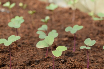 Red cabbage young seedlings closeup.