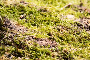 moss macro