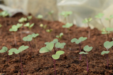 Red cabbage young seedlings