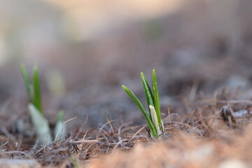 First leaves of crocus on bokeh background.