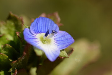Fototapeta na wymiar Speedwell blue flower closeup, gypsyweed blooming.