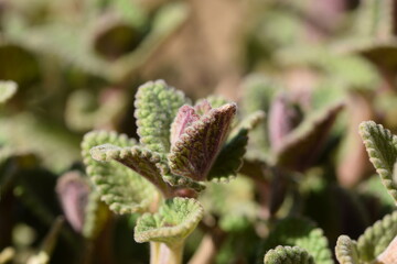 First spring leaves of catmint closeup.