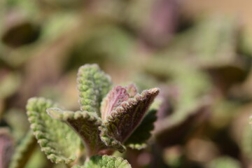 First spring leaves of catmint closeup with bokeh space for text.