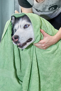 Husy dog is wiped with a towel after washing. Husky happy.
