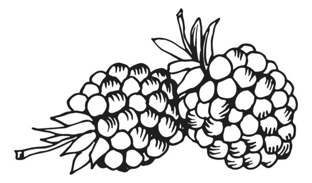 Mulberry sketch. Fresh ripe berries. Tasty fresh food in hand drawn style