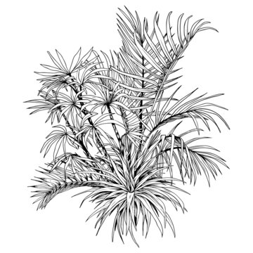 Tropical palm trees and palm leaves arrangement. Black and white hand drawn vector illustration.