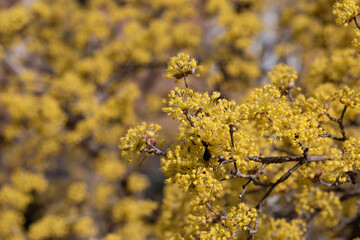 blooming tree in spring