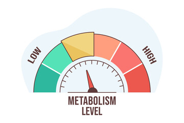 Flat vector illustration of metabolism level scale with arrow and measurement value. High and low nutrient metabolic rate. Infographic gauge element with speedometer indicators on white background. - obrazy, fototapety, plakaty