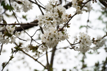 closeup of cherry blossom branch in a public garden