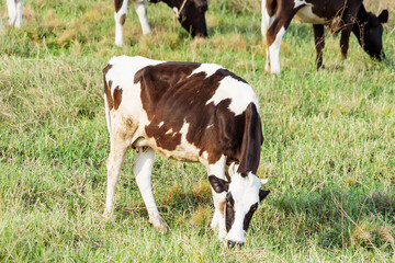 Naklejka na ściany i meble Holstein black and white spotted milk cow standing on a green rural pasture, dairy cattle grazing in the village.