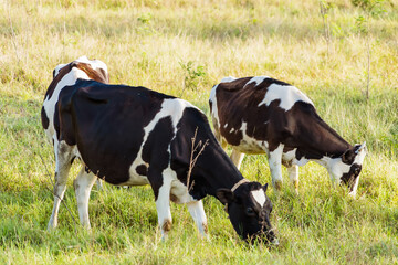 Holstein black and white spotted milk cow standing on a green rural pasture, dairy cattle grazing in the village.
