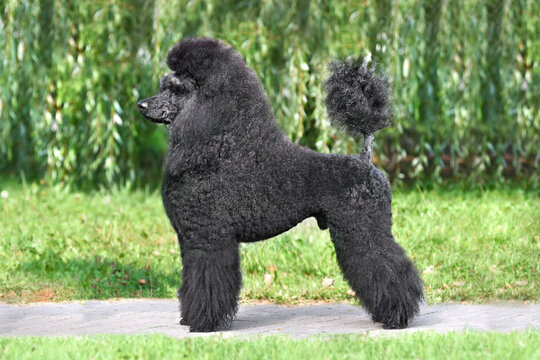 Standing beautiful black poodle