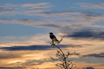 Merel - Blackbird