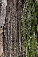 wood texture with green moss