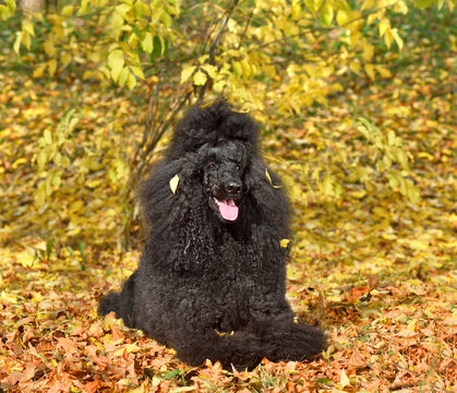 Lying beautiful black poodle