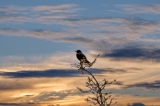 Merel - Blackbird