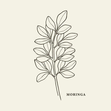 Hand drawn moringa illustration. Botanical line art drawing