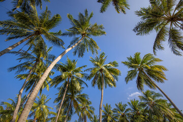 Coconut palm tree with blue sky, beautiful tropical background. Sunny green plant view, leaf, outdoor natural tree. Summer travel tourism nature landscape