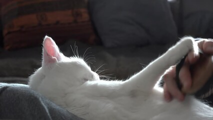 Lying cute white happy cat. Combing the pet cat. The concept of pet care.