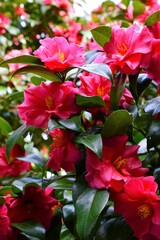Camellia sasanqua　春の山茶花　赤色