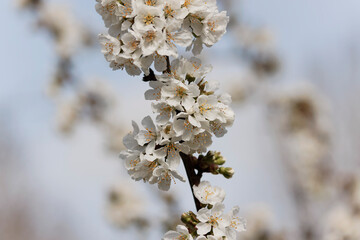 Blooming tree in early spring