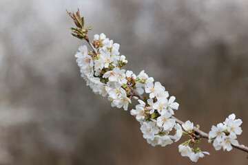 Blooming tree in early spring