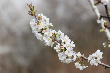 Fototapeta premium Blooming tree in early spring