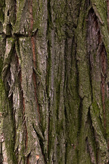 wood texture with green moss