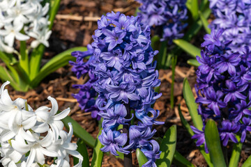 Hyacinth 'Ocean Waves Mix' (Hyacinthus) a spring flowering bulbous plant with a blue or white springtime flower, stock photo image