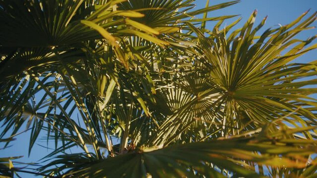 palm tree and sky in locarno, ticino, switzerland, 4K
