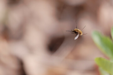 Large Bee-fly Bombylius major flying in early spring