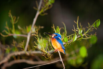 The blue-eared king fisher bird standing on branch in the forest at night. Is a protected wildlife and a cute bird.