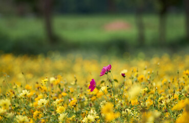 The isolated red flower in the field of yellow cosmos flowers