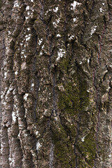 wood texture with green moss